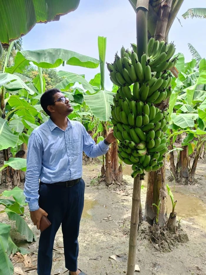 নবীনগরে জি-নাইন কলা চাষে সফলতা
